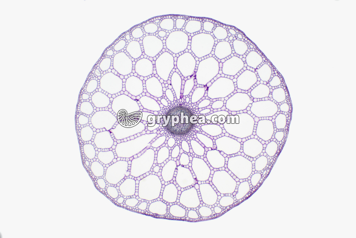 Tige de Pesse CT x7 - gryphea.com